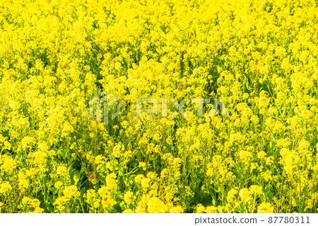 Image of rape field and spring in full bloom Image of rape field and spring in full bloom 87780311
