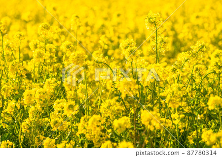油菜花田和春天盛開的形象 87780314