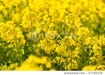 Image of rape field and spring in full bloom Image of rape field and spring in full bloom 87780316