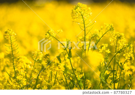 Image of rape field and spring in full bloom 87780327