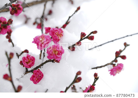 雪和梅 雪和梅 87780473