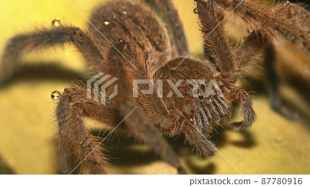 Spyder, Sierra de Guadarrama National Park, Spain 87780916