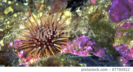 Sea Urchin, Cabo Cope Puntas del Calnegre Regional Park, Spain 87780922