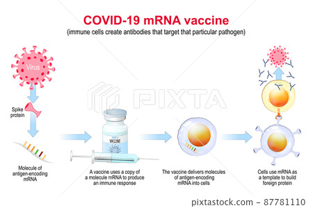 COVID-19 mRNA vaccine. mechanism of action.... - Stock Illustration ...