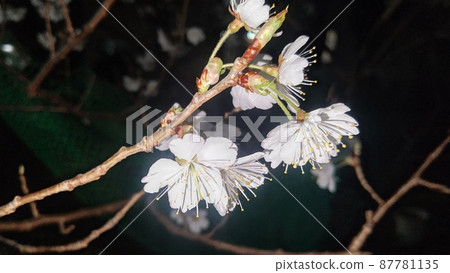 Cherry flowers bloomed this year as well Cherry flowers bloomed this year as well 87781135