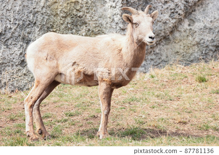 Okinawa sheep Okinawa sheep 87781136