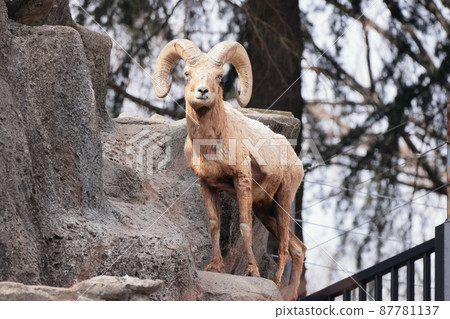 Okinawa sheep Okinawa sheep 87781137