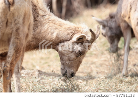Okinawa sheep Okinawa sheep 87781138
