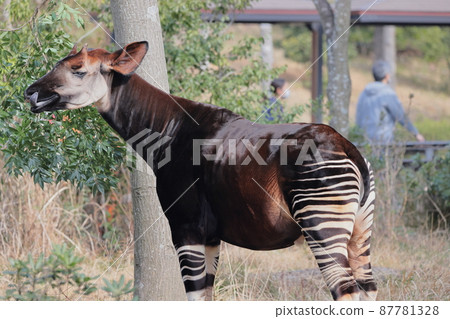 Okapi 87781328