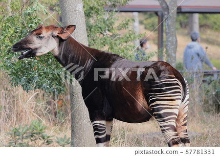Okapi 87781331