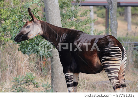 Okapi 87781332
