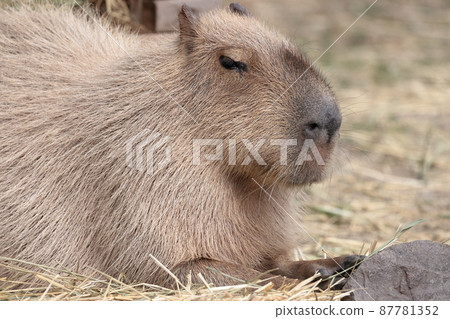 Capybara 87781352