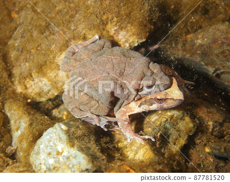 Nagare Tagohel Nagare Tagohel 87781520