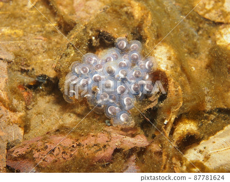 Egg of brown frog 87781624
