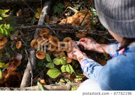 Mushrooms honey agarics grow on the ground, in the grass in the forest, Russia. Mushrooms honey agarics grow on the ground, in the grass in the forest, Russia. 87782196