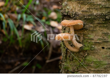 Mushrooms honey agarics grow on the ground, in the grass in the forest, Russia. Mushrooms honey agarics grow on the ground, in the grass in the forest, Russia. 87782197