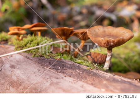 Mushrooms honey agarics grow on the ground, in the grass in the forest, Russia. Mushrooms honey agarics grow on the ground, in the grass in the forest, Russia. 87782198
