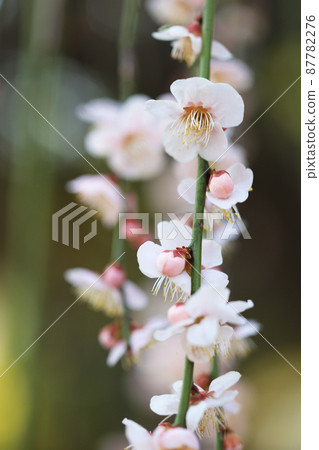 Plum blossom (Kurefu weeping) Plum blossom (Kurefu weeping) 87782276