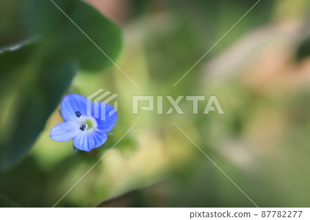 Persian speedwell Persian speedwell 87782277