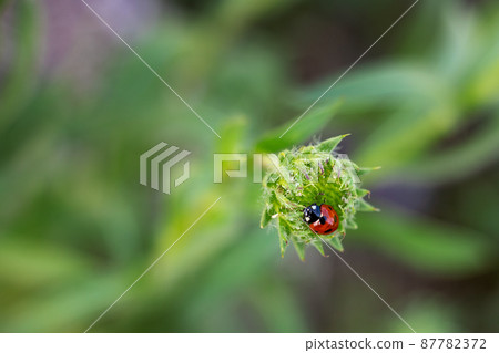 Beautiful red ladybug  87782372