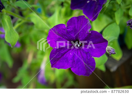 Purple petunia flower close-up and green background 87782630