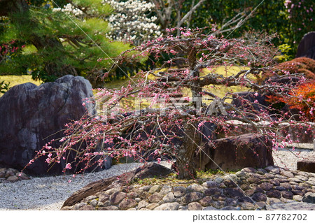 著名的梅園 87782702