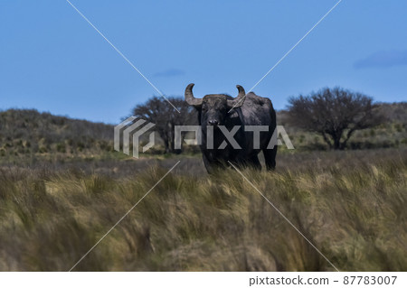 Water buffalo, Bubalus bubalis, species introduced in Argentina, La Pampa province, Patagonia. 87783007