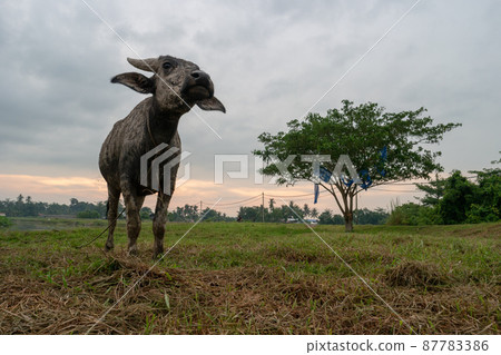 Buffalo at the rural village at Malays kampung. 87783386