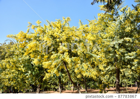 大武市綠色含羞草 含羞草 大武市綠色含羞草 含羞草 87783867