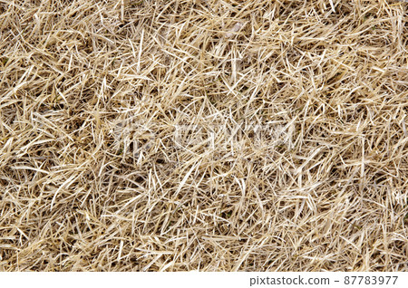 Winter lawn 87783977
