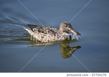 一位有著迷人寬喙的女性北方鏟車者 一位有著迷人寬喙的女性北方鏟車者 87784276
