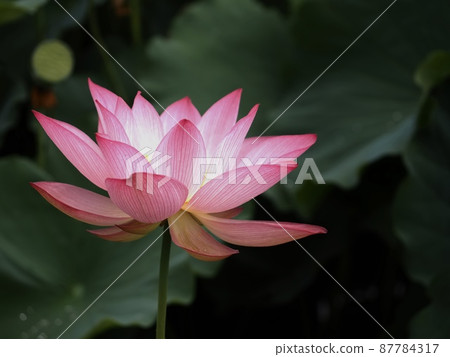 蓮花 蓮花 87784317