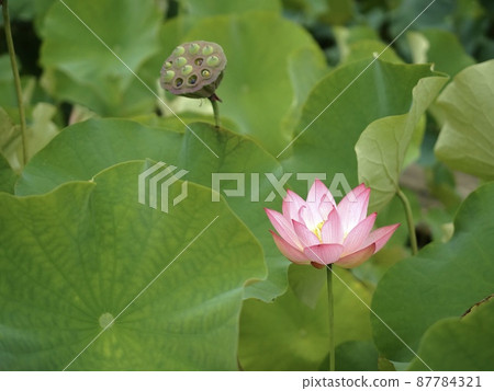 蓮花和蓮子 蓮花和蓮子 87784321