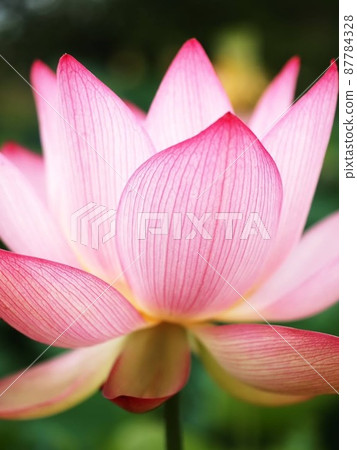 Lotus petals 87784328
