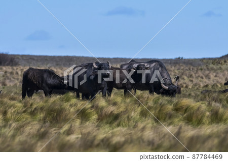 Water buffalo, Bubalus bubalis, species introduced in Argentina, La Pampa province, Patagonia. 87784469