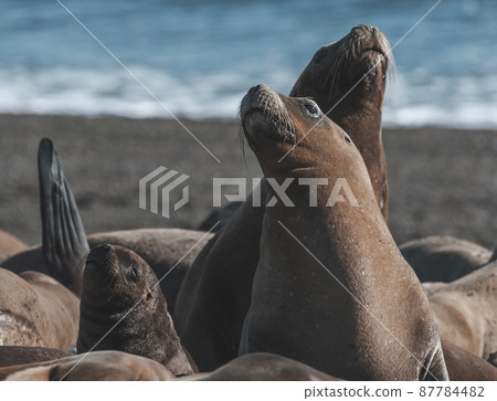 Sea Lion , Patagonia , Argentina 87784482