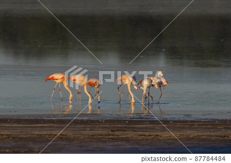 Flamingos rest in a salty lagoon, La Pampa Province,Patagonia, Argentina. 87784484
