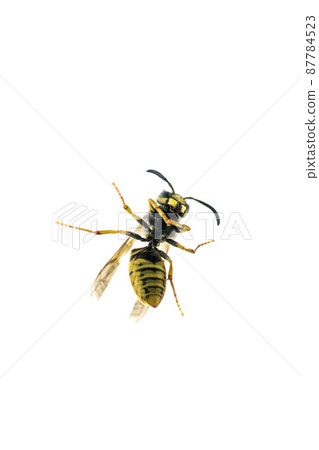 closeup bee insect isolated on white closeup bee insect isolated on white 87784523