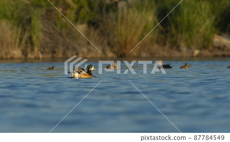 Southern wigeon, Anas sibilatrix, in marsh environment, La Pampa Province, Patagonia, Argentina. Southern wigeon, Anas sibilatrix, in marsh environment, La Pampa Province, Patagonia, Argentina. 87784549