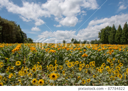 Sunflower field at Sera Kogen Farm in Sera Town, Hiroshima Prefecture Sunflower field at Sera Kogen Farm in Sera Town, Hiroshima Prefecture 87784822