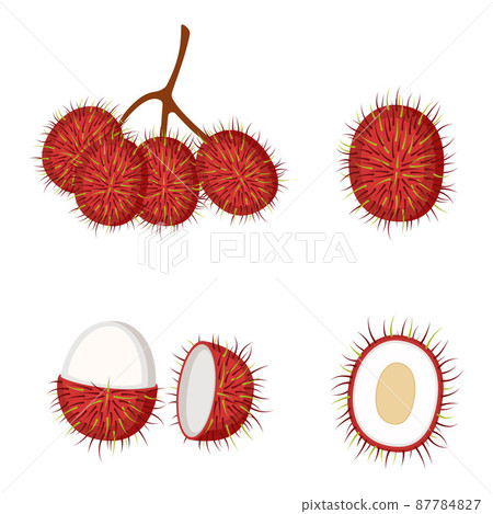 Rambutan, whole fruit and half, vector illustration 87784827