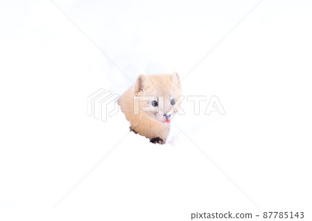 Martes zibellina in winter Martes zibellina in winter 87785143