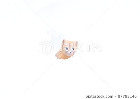 Martes zibellina in winter 87785146