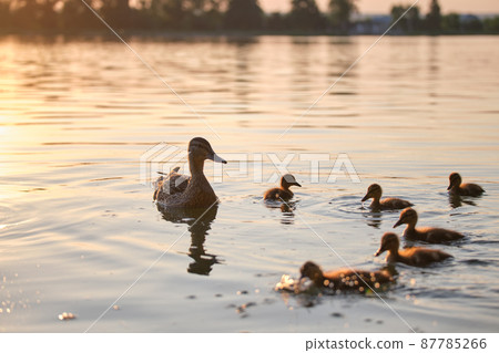 Wild duck family of mother bird and her chicks swimming on lake water at bright sunset. Birdwatching concept 87785266