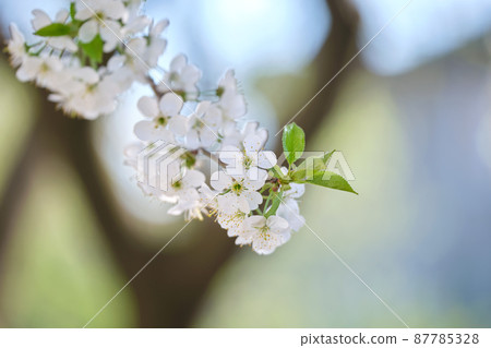 Twigs of cherry tree with white blossoming flowers in early spring Twigs of cherry tree with white blossoming flowers in early spring 87785328