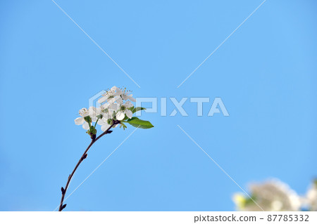 Twigs of cherry tree with white blossoming flowers in early spring 87785332