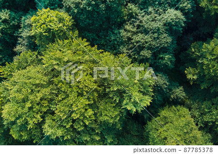 Top down flat aerial view of dark lush forest with green trees canopies in summer. 87785378