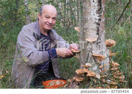 Mushrooms honey agarics grow on the ground, in the grass in the forest, Russia. Mushrooms honey agarics grow on the ground, in the grass in the forest, Russia. 87785454