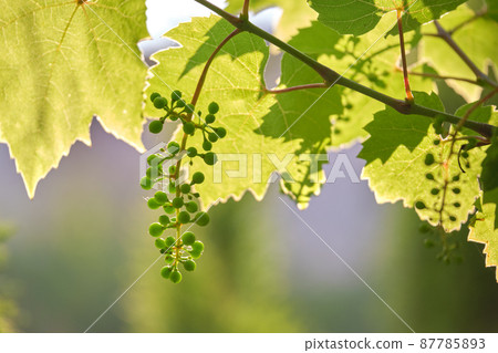 Green sprouts of grape branch growing in vine yard in spring garden Green sprouts of grape branch growing in vine yard in spring garden 87785893