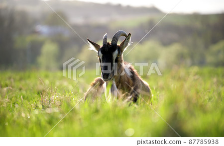 Domestic milk goat with long beard and horns resting on green pasture grass on summer day. Feeding of cattle on farm grassland 87785938